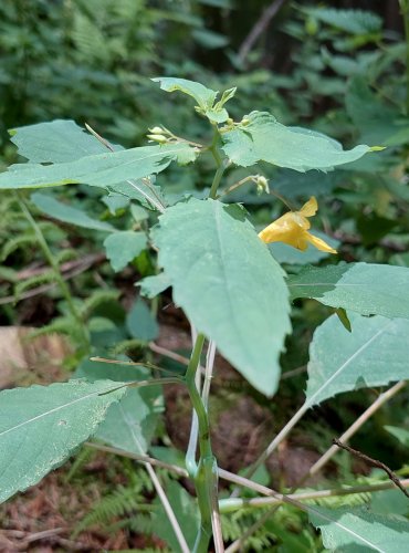 NETÝKAVKA NEDŮTKLIVÁ (Impatiens noli-tangere) FOTO: Marta Knauerová, 2022
