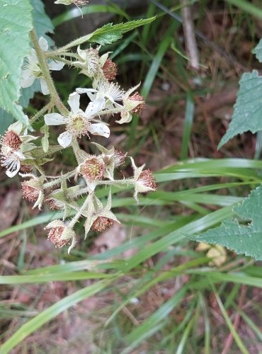 OSTRUŽINÍK (Rubus spp.) bez bližšího určení – ZRAJÍCÍ PLODENSTVÍ – FOTO: Marta Knauerová, 2022