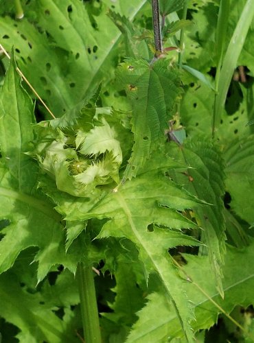 PCHÁČ ZELINNÝ (Cirsium oleraceum) FOTO: Marta Knauerová, 2022