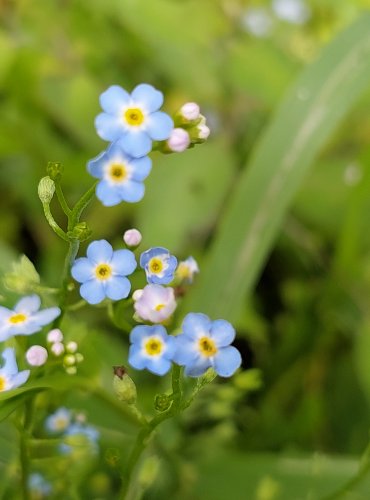 POMNĚNKA BAHENNÍ (Myosotis palustris) FOTO: Marta Knauerová, 2022