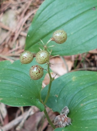PSTROČEK DVOULISTÝ (Maianthemum bifolium) ZRAJÍCÍ PLODENSTVÍ – FOTO: Marta Knauerová, 2022