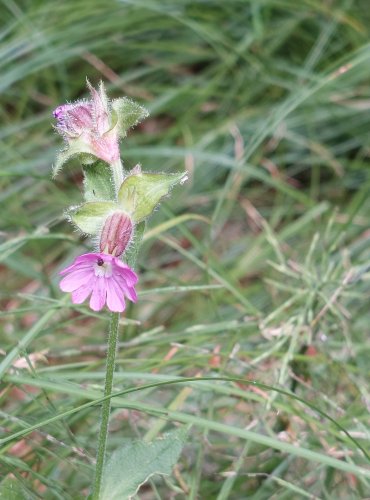 SILENKA DVOUDOMÁ (Silene dioica) FOTO: Marta Knauerová, 2022