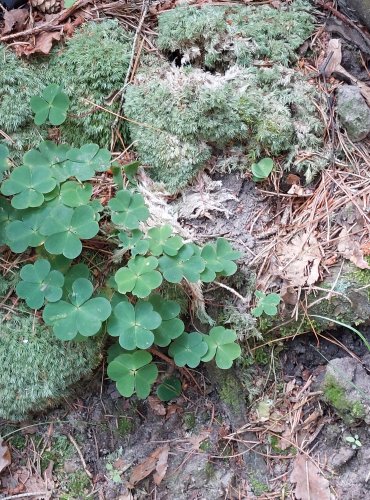 ŠŤAVEL KYSELÝ (Oxalis acetosella) FOTO: Marta Knauerová, 2022