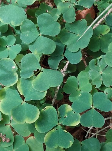 ŠŤAVEL KYSELÝ (Oxalis acetosella) FOTO: Marta Knauerová, 2022