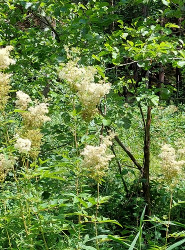 TUŽEBNÍK JILMOVÝ (Filipendula ulmaria) FOTO: Marta Knauerová, 2022