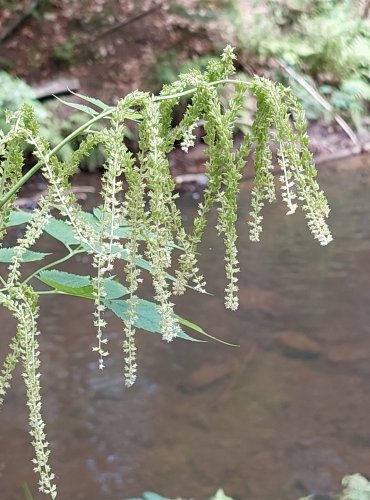 UDATNA LESNÍ (Aruncus vulgaris) FOTO: Marta Knauerová, 2022