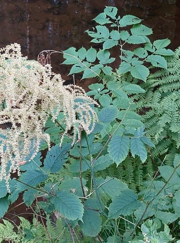 UDATNA LESNÍ (Aruncus vulgaris) FOTO: Marta Knauerová, 2022