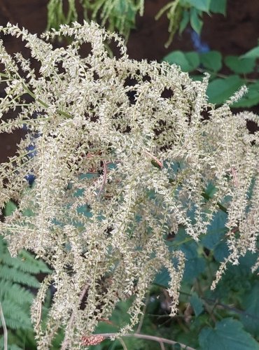 UDATNA LESNÍ (Aruncus vulgaris) FOTO: Marta Knauerová, 2022