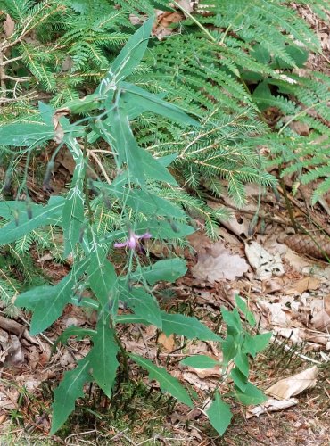 VĚSENKA NACHOVÁ (Prenanthes purpurea) FOTO: Marta Knauerová, 2022