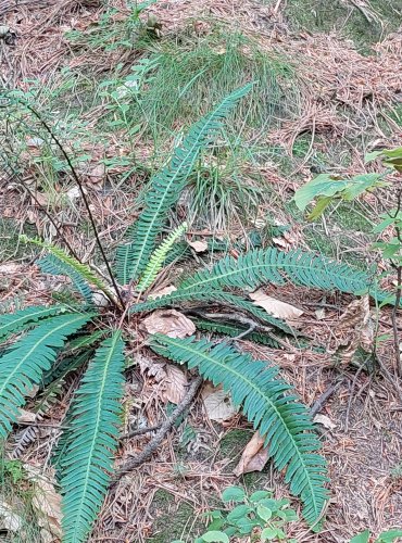 ŽEBROVICE RŮZNOLISTÁ (Blechnum spicant) chráněna v kategorii C4a – vzácnější druh – FOTO: Marta Knauerová, 2022

