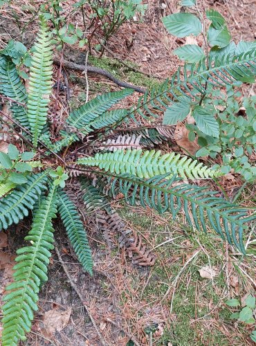 ŽEBROVICE RŮZNOLISTÁ (Blechnum spicant) chráněna v kategorii C4a – vzácnější druh – FOTO: Marta Knauerová, 2022

