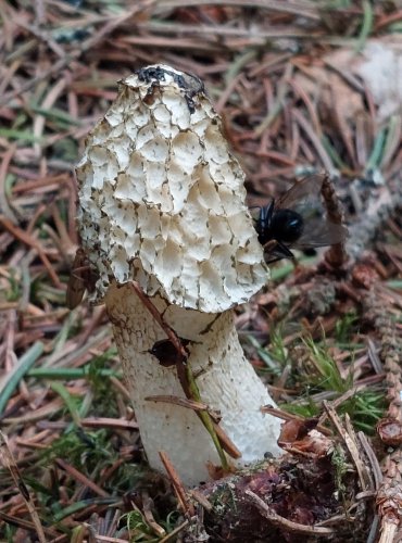 HADOVKA SMRDUTÁ (Phallus impudicus) FOTO: Marta Knauerová, 2022
