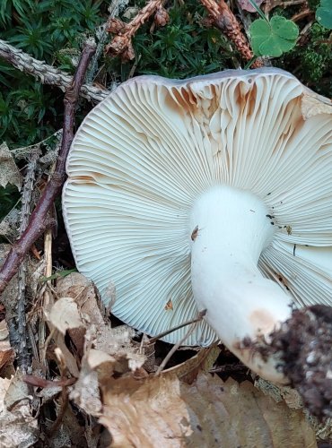 HOLUBINKA NAMODRALÁ (Russula cyanoxantha) FOTO: Marta Knauerová, 2022