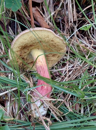 HŘIB ŽLUTOMASÝ (Xerocomellus chrysenteron) FOTO: Marta Knauerová, 2022