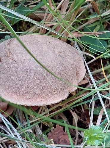 HŘIB ŽLUTOMASÝ (Xerocomellus chrysenteron) FOTO: Marta Knauerová, 2022