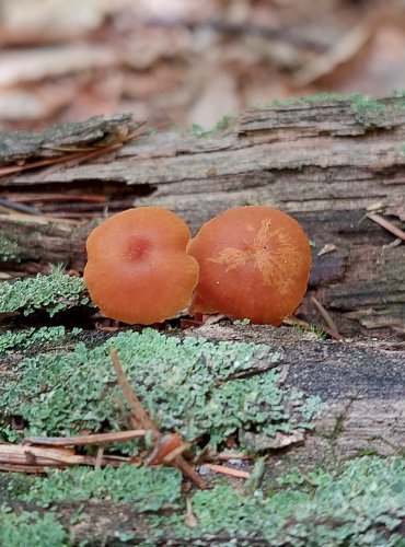 KALICHOVKA ZVONEČKOVÁ (Xeromphalina campanella) FOTO: Marta Knauerová, 2022