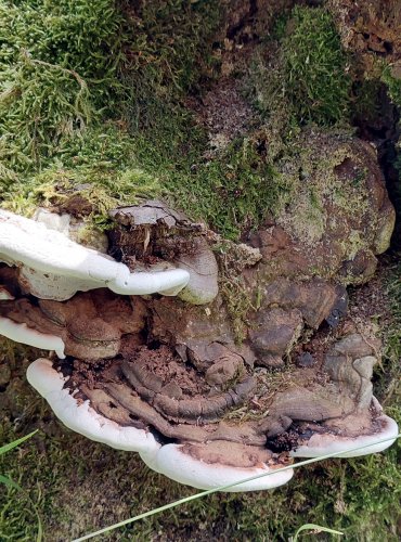 LESKLOKORKA PLOSKÁ (Genoderma applanatum) FOTO: Marta Knauerová, 2022