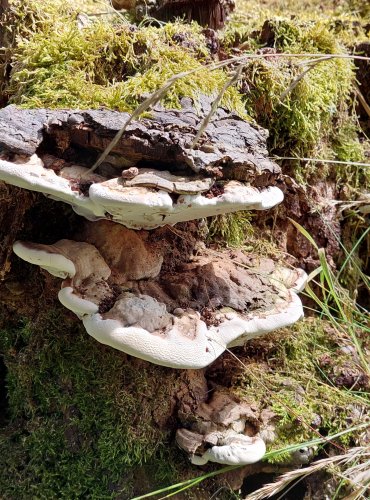 LESKLOKORKA PLOSKÁ (Genoderma applanatum) FOTO: Marta Knauerová, 2022