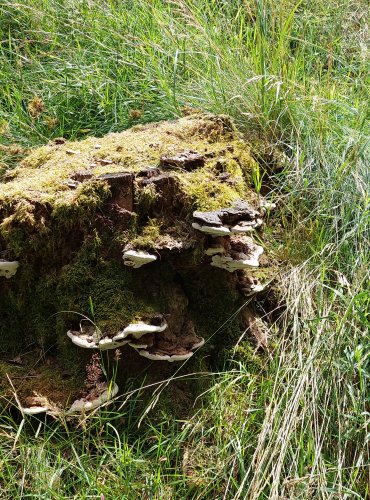 LESKLOKORKA PLOSKÁ (Genoderma applanatum) FOTO: Marta Knauerová, 2022
