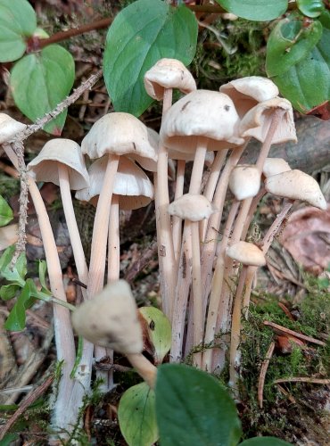 PENÍZOVKA SPLÝVAVÁ (Gymnopus confluens) FOTO: Marta Knauerová, 2022