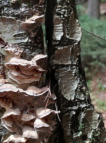 ŠEDOPÓRKA OSMAHLÁ (Bjerkandera adusta) FOTO: Marta Knauerová, 2022
