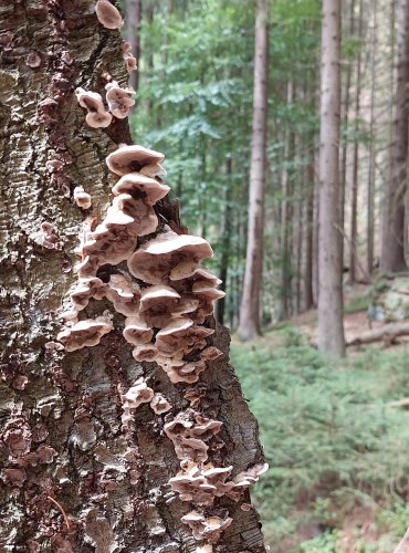 ŠEDOPÓRKA OSMAHLÁ (Bjerkandera adusta) FOTO: Marta Knauerová, 2022