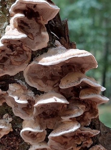 ŠEDOPÓRKA OSMAHLÁ (Bjerkandera adusta) FOTO: Marta Knauerová, 2022