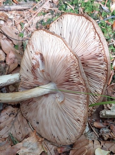 ŠTÍTOVKA JELENÍ (Pluteus cervinus) FOTO: Marta Knauerová, 2022