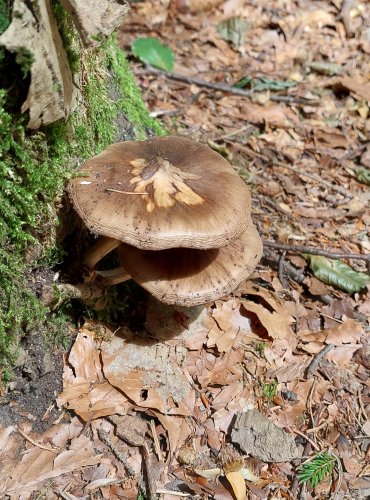 ŠTÍTOVKA JELENÍ (Pluteus cervinus) FOTO: Marta Knauerová, 2022