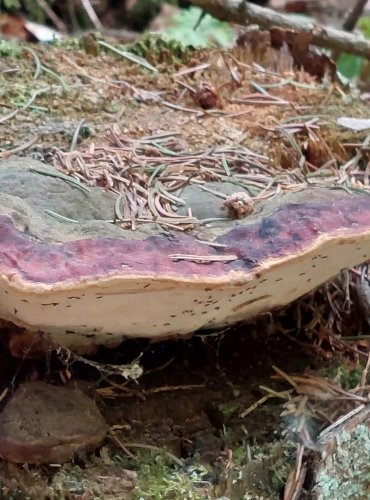TROUDNATEC PÁSOVANÝ (Fomitopsis pinicola) FOTO: Marta Knauerová, 2022