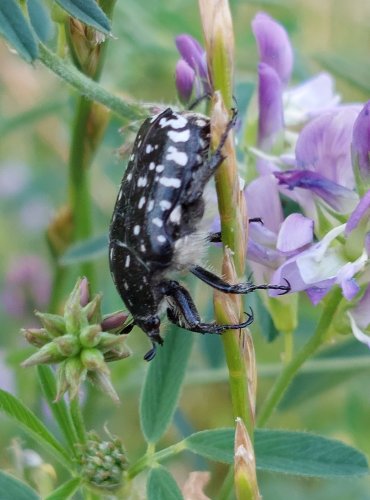 ZLATOHLÁVEK TMAVÝ (Oxythyrea funesta) FOTO: Marta Knauerová, 2022