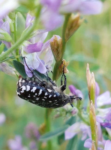 ZLATOHLÁVEK TMAVÝ (Oxythyrea funesta) FOTO: Marta Knauerová, 2022