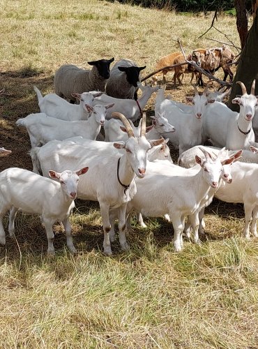 KOZÍ FARMA V RÝNARTICÍCH – FOTO: Marta Knauerová, 2022