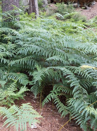 HASIVKA ORLIČÍ (Pteridium aquilinum) FOTO: Marta Knauerová, 2022