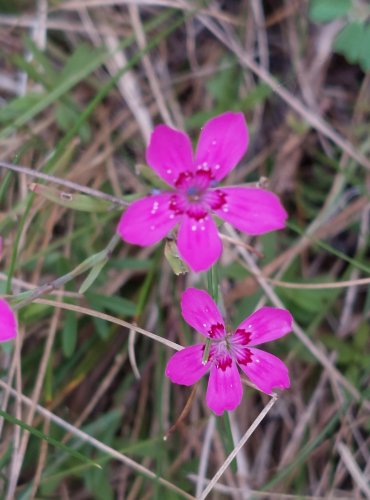 HVOZDÍK KROPENATÝ (Dianthus deltoides) FOTO: Marta Knauerová, 2022