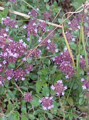 MATEŘÍDOUŠKA ÚZKOLISTÁ (Thymus serpyllum) FOTO: Marta Knauerová, 2022