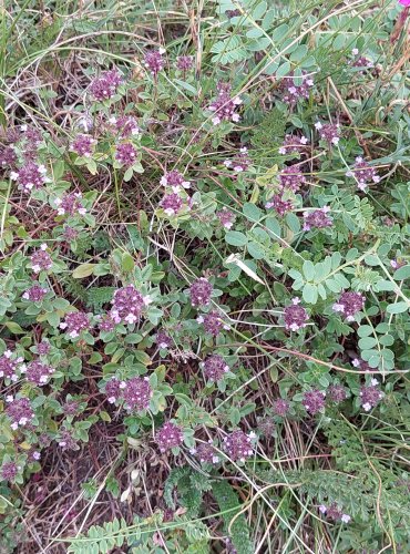 MATEŘÍDOUŠKA ÚZKOLISTÁ (Thymus serpyllum) FOTO: Marta Knauerová, 2022