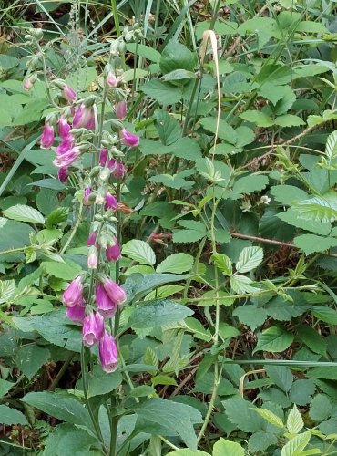 NÁPRSTNÍK ČERVENÝ (Digitalis purpurea) FOTO: Marta Knauerová, 2022