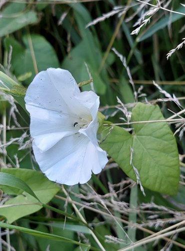 OPLETNÍK PLOTNÍ (Calystegia sepium) FOTO: Marta Knauerová, 2022