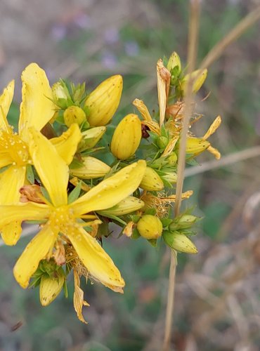 TŘEZALKA TEČKOVANÁ (Hypericum perforatum) FOTO: Marta Knauerová, 2022