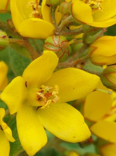 VRBINA OBECNÁ (Lysimachia vulgaris) FOTO: Marta Knauerová, 2022