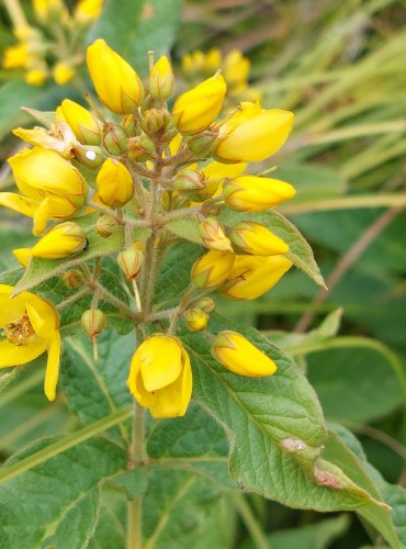 VRBINA OBECNÁ (Lysimachia vulgaris) FOTO: Marta Knauerová, 2022