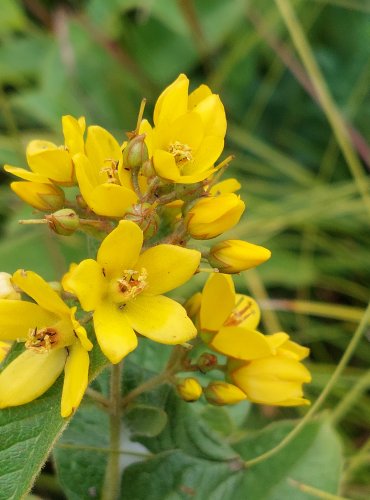 VRBINA OBECNÁ (Lysimachia vulgaris) FOTO: Marta Knauerová, 2022