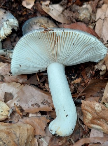 HOLUBINKA FIALOVOZELENÁ (Russula ionochlora) FOTO: Marta Knauerová, 2022