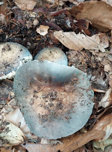 HOLUBINKA FIALOVOZELENÁ (Russula ionochlora) FOTO: Marta Knauerová, 2022