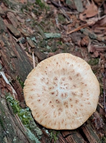 HOUŽEVNATEC ŠUPINATÝ (Neolentinus lepideus) FOTO: Marta Knauerová, 2022