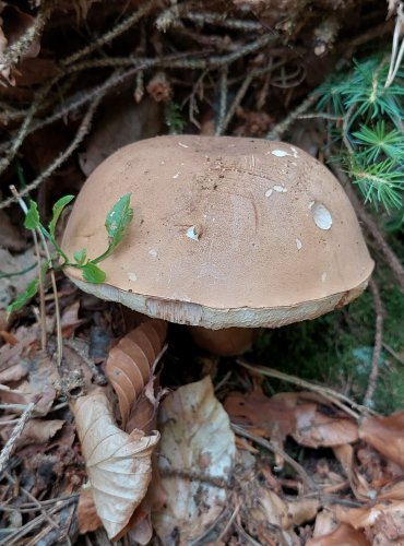 HŘIB ŽLUČNÍK (Tylopilus felleus) FOTO: Marta Knauerová, 2022