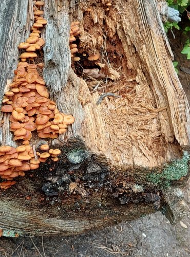 KALICHOVKA ZVONEČKOVÁ (Xeromphalina campanella) FOTO: Marta Knauerová, 
2022
