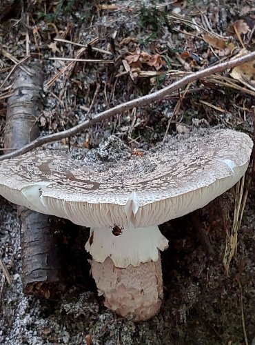 MUCHOMŮRKA RŮŽOVKA (Amanita rubescens) FOTO: Marta Knauerová, 2022