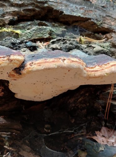 TROUDNATEC PÁSOVANÝ (Fomitopsis pinicola) FOTO: Marta Knauerová, 2022